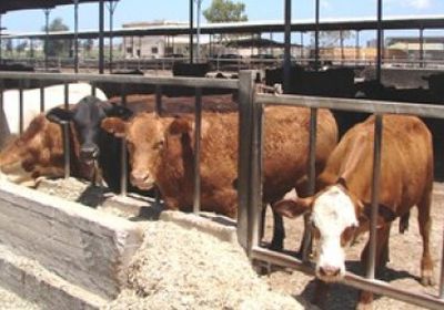 بولندا تعلن عن ظهور حالة إصابة شاذة بمرض جنون البقر&nbsp;