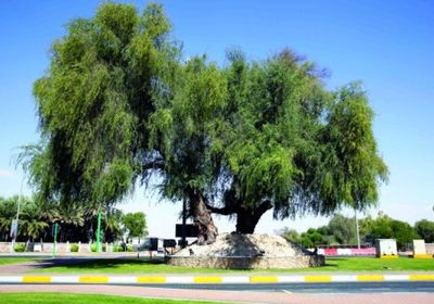 الشجرة الوطنية.. بن راشد يكشف عن شعار " عام التسامح ".. (فيديو)