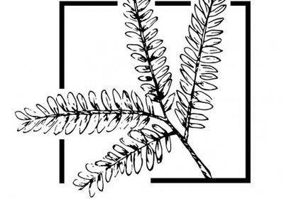 الزيودي: شجرة " الغاف " إرث وطني ورمز للصمود