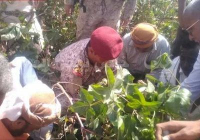 محافظ أبين يدشن جني محصول القطن بمزرعتين في خنفر