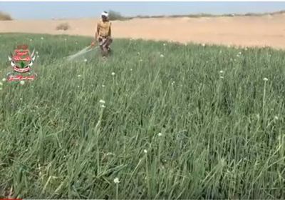 عودة الفلاحين في قرى يختل بتعز إلى مزارعهم بعد تطهيرها من ألغام المليشيات (فيديو)