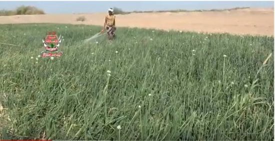 عودة الفلاحين في قرى يختل بتعز إلى مزارعهم بعد تطهيرها من ألغام المليشيات (فيديو)