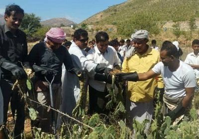 إطلاق حملة توعوية للقضاء على شجرة التين الشوكي بسقطرى