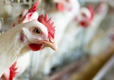 بعد إعدام 2000 طائراً.. الكويت تؤكد سلامة مزارعها من "إنفلونزا الطيور"