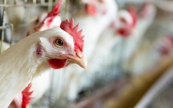 بعد إعدام 2000 طائراً.. الكويت تؤكد سلامة مزارعها من "إنفلونزا الطيور"