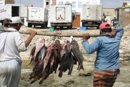 "الثروة السمكية" تمنع تصدير 3 أنواع من الأسماك