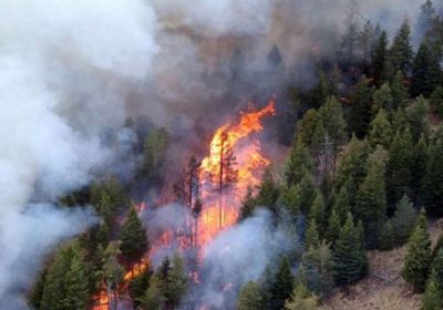 إخماد حريق كبير بأشجار مدينة جدة السعودية