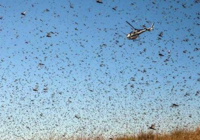 "الفاو": أسراب الجراد تجتاح السودان وإريتريا