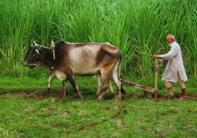 تنفيذ مشروع تحسين الأمن الغذائي في اليمن