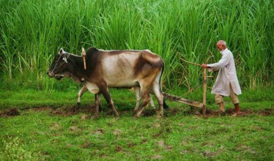 تنفيذ مشروع تحسين الأمن الغذائي في اليمن