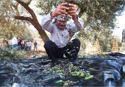 أليسون: فلسطين تُصدر زيت الزيتون والتمور إلى بريطانيا