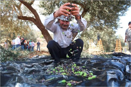 أليسون: فلسطين تُصدر زيت الزيتون والتمور إلى بريطانيا