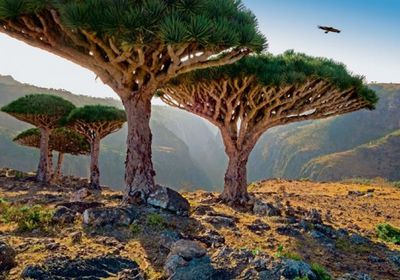 الإمارات توفر فرص عمل للخريجين من أبناء سقطرى