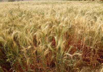 تدشين حصاد القمح بمديرية بيحان في شبوة (فيديو)