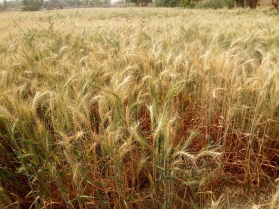 تدشين حصاد القمح بمديرية بيحان في شبوة (فيديو)