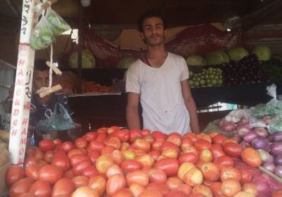 ارتفاع جنوني في أسعار الطماطم بسوق الحبيلين بردفان&nbsp;
