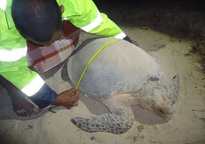 حملات تطوعية لحماية السلاحف المهددة بالانقراض على سواحل عدن (صور)