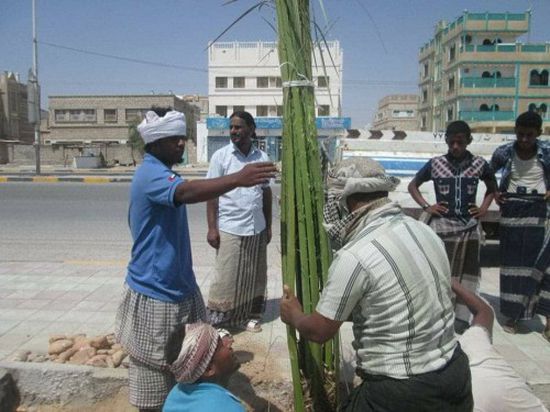 بغرس 50 نخلة.. تدشين مشروع تشجير المدخل الغربي لمدينة الشحر