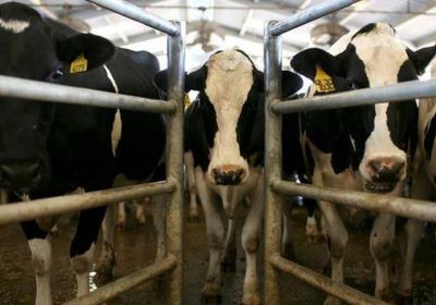 لعدم صعقها بالكهرباء.. الأوروبي قضي بعدم "عضوية" اللحم الحلال