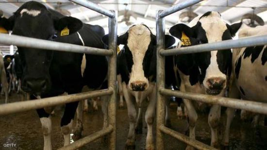 لعدم صعقها بالكهرباء.. الأوروبي قضي بعدم "عضوية" اللحم الحلال