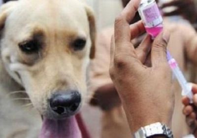 منذ بداية العام الجاري: داء الكلب يحصد أرواح طفلين بذمار