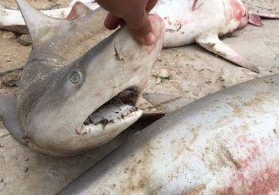 أسراب من أسماك القرش تجتاح شواطئ غزة (صور)