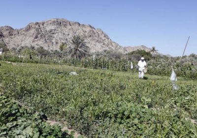 تحركات لتفعيل مشروع إعادة تأهيل صغار المزارعين في شبوة