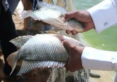 لجنة من هيئة المصائد تتفقد أول مزرعة سمكية في حضرموت الوادي