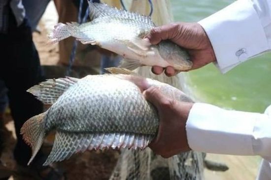 لجنة من هيئة المصائد تتفقد أول مزرعة سمكية في حضرموت الوادي