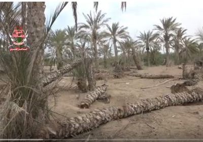 رواية مبكية لمزارع دمرت المليشيات منزله ومزرعته في التحيتا بالحديدة (فيديو)