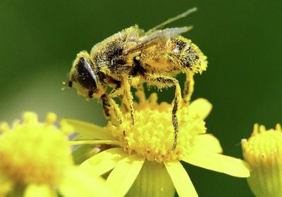 تعرف على فوائد حبوب لقاح النحل لصحة الإنسان