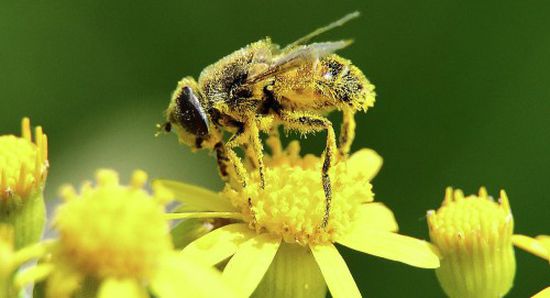 تعرف على فوائد حبوب لقاح النحل لصحة الإنسان