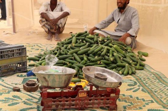 بدعم سعودي .."البيوت المحمية " بالمهرة تحصد أول محاصيلها الزراعية (تفاصيل)