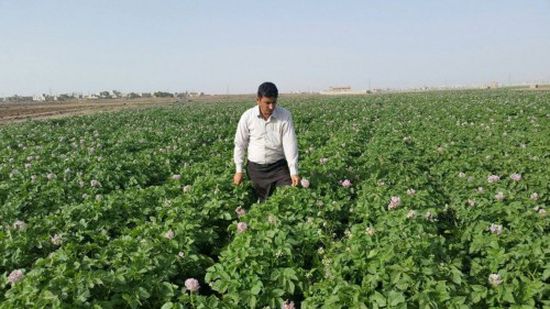 البرنامج السعودي: المساحات الزراعية في اليمن مصدر رزق للآلاف 