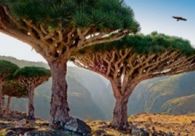 مناقشة الوضع البيئي والتنوع الحيوي في سقطرى (تفاصيل)