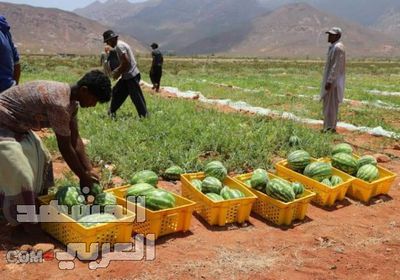 أنشأت بدعم إماراتي.. مزرعة "الجنينة" تدشن بيع محاصيلها لأبناء سقطرى بأسعار مدعومة (صور)