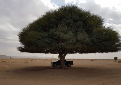 السعودية..حرق شجرة معمرة يثير غضب نشطاء البيئة بالمملكة "فيديو"