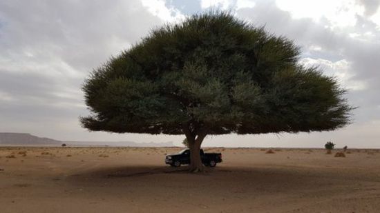 السعودية..حرق شجرة معمرة يثير غضب نشطاء البيئة بالمملكة "فيديو"