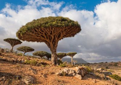 سقطريون يدشنون حملة للمطالبة بإبقاء جزيرتهم ضمن التراث العالمي