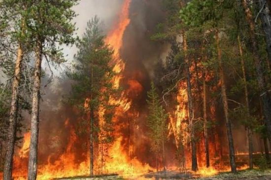 إصابة 342 شخصًا بسبب حرائق الغابات شرقي سيبيريا