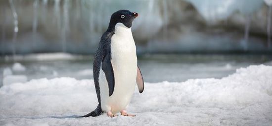 ديزني تحقق 4 ملايين دولار بفيلم Penguins