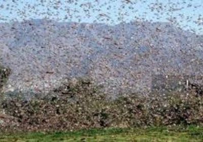 أسراب الجراد تصل صنعاء وعمران.. ومخاوف على المحاصيل الزراعية