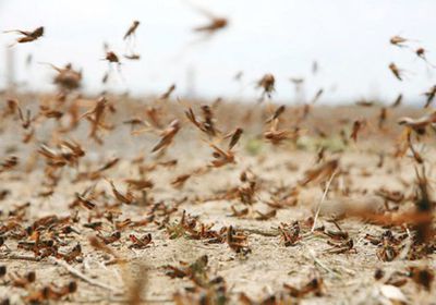 بعد كارثة الفيضانات.. " الجراد " يجتاح إيران ويضعها في أزمة