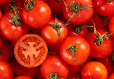 تدشين جني محصول الطماطم في الغيضة بالمهرة 