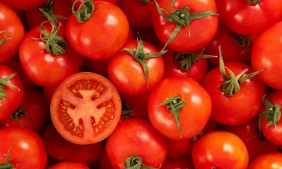 تدشين جني محصول الطماطم في الغيضة بالمهرة 