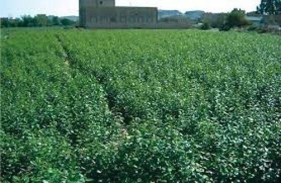 ورشة عمل لتقييم أنشطة الإرصاد الزراعي بعدن