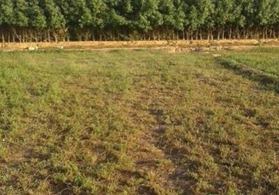 الفاو تقدم مساعدات زراعية لألف أسرة في مديرية حجر بحضرموت