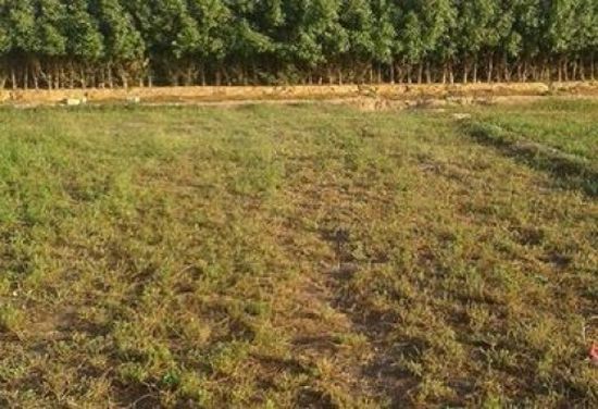 الفاو تقدم مساعدات زراعية لألف أسرة في مديرية حجر بحضرموت