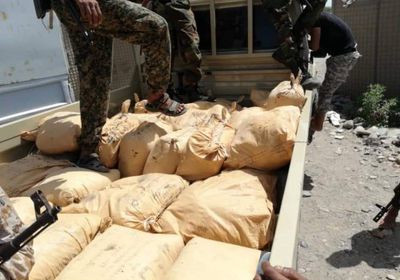 نقطة دوفس تضبط نصف طن حشيش