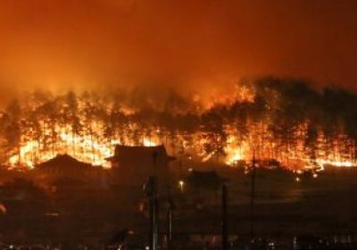 السيطرة على 155 حريقًا خلال 24 ساعة بالغابات الروسية